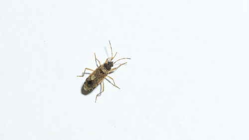 Squalid Dirt-colored Seed Bug
