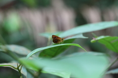 Iambrix salsala salsala