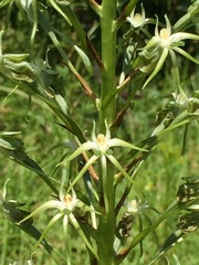 Habenaria nyikana nyikana