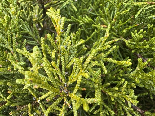 Creeping pine (Microcachrys tetragona)