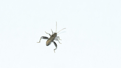 Heegeria tangirica
