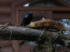 Euphonia pectoralis