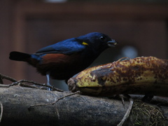Euphonia pectoralis