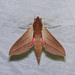 Levant Hawkmoth - Photo (c) CheongWeei Gan, some rights reserved (CC BY-NC), uploaded by CheongWeei Gan