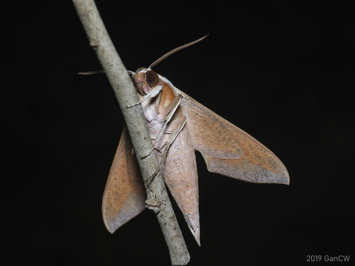 Levant Hawkmoth