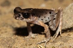 Leptobrachella