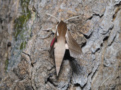 Theretra alecto