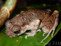 Leptobrachella