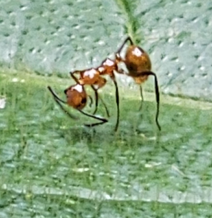 Camponotus constructor