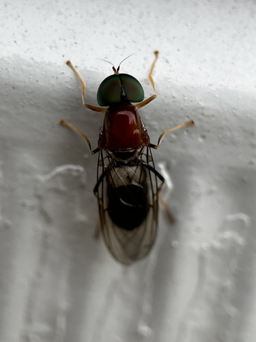 Sargus thoracicus
