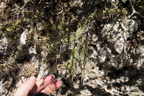 Curas cactus (Opuntia curassavica)