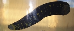 Hirudo orientalis