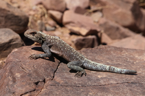 Bibron's Agama