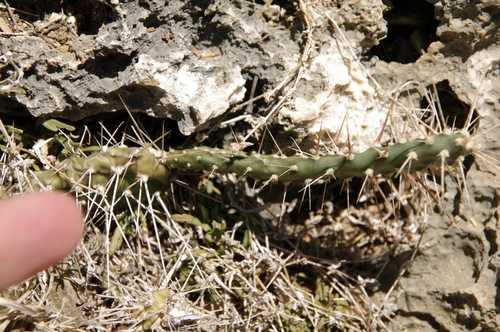 Image of Opuntia curassavica by (c) Eric Knight, some rights reserved (CC BY)