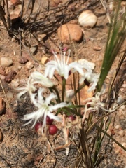 Nerine rehmannii