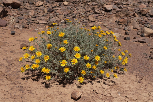Anvillea garcinii radiata
