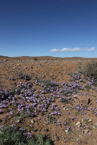Matthiola lunata