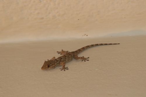 Moorish Gecko