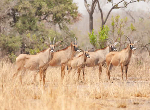 Western Roan Antelope photographed in Benin