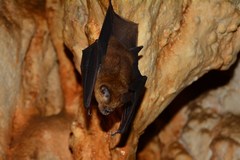Hipposideros larvatus