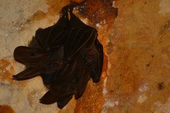 Megaderma spasma