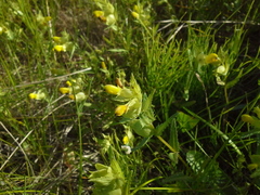 Rhinanthus serotinus aestivalis