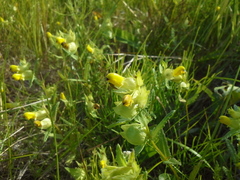 Rhinanthus serotinus aestivalis