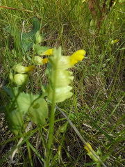 Rhinanthus serotinus aestivalis