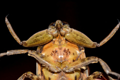 Lethocerus angustipes