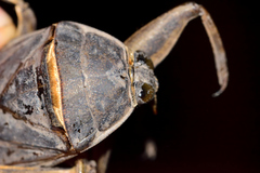 Lethocerus angustipes