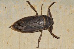 Lethocerus angustipes