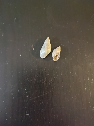 Melanopsis etrusca, 2025-03-01