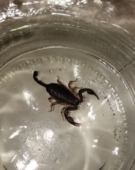Euscorpius italicus