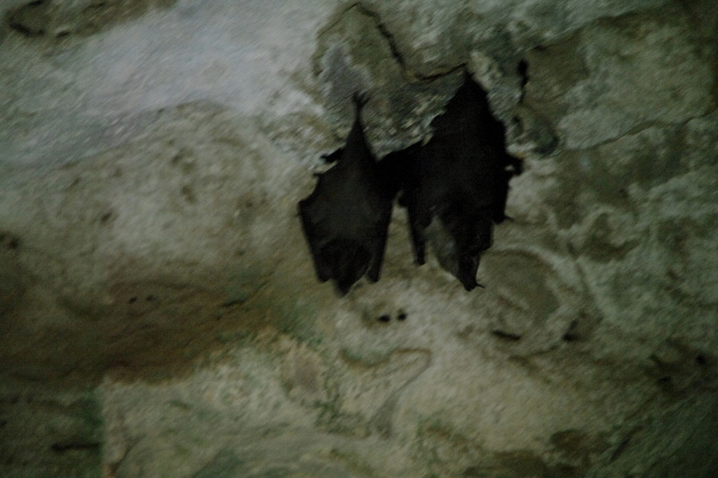 Long-nosed Bat
