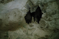 Southern Long-Nosed Bat photo 3