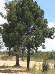 Pinus patula