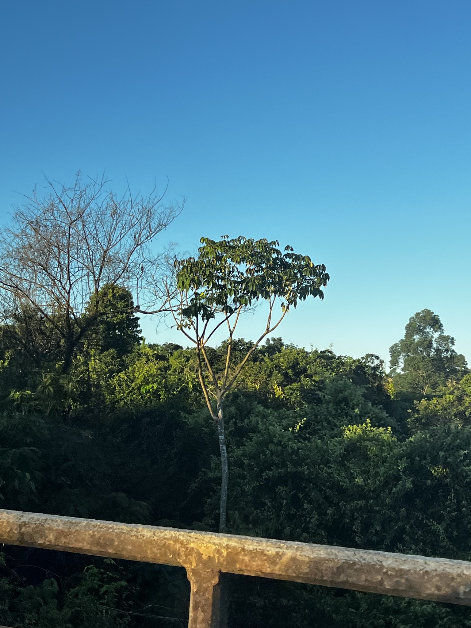 Imagem de Embaúba