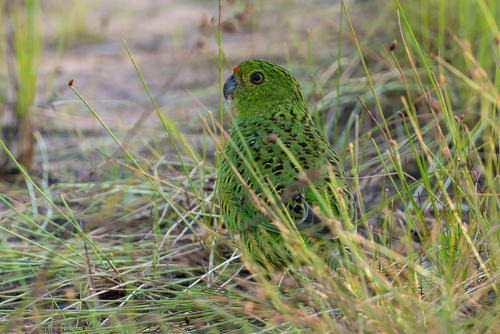 Ground Parrot (Pezoporus wallicus), photo 2