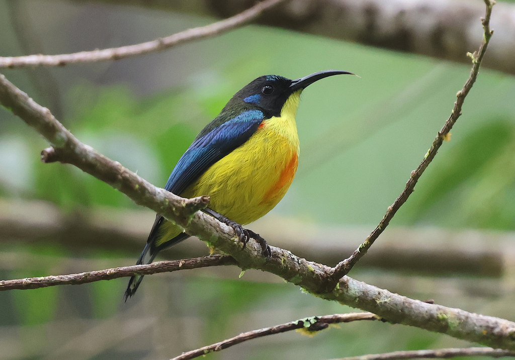 Lina's Sunbird photo