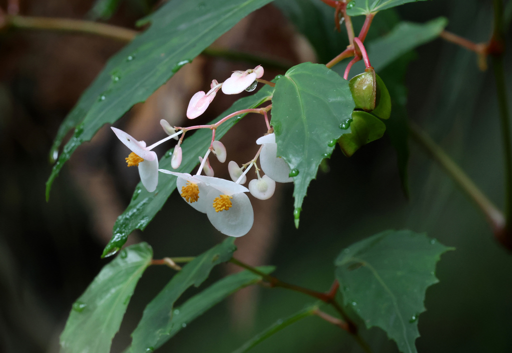 Begonia malindangensis