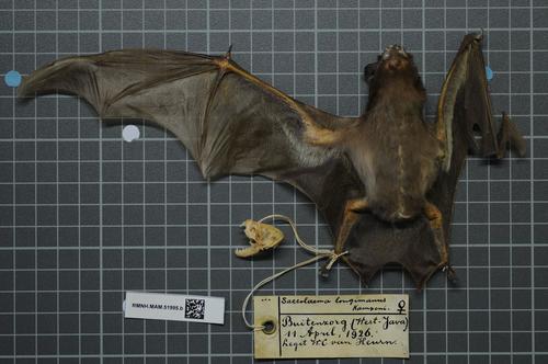 Long-winged Tomb Bat