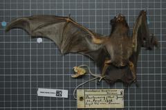 Long-Winged Tomb Bat photo 2