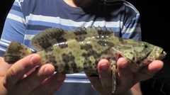 Epinephelus coioides