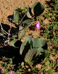 Eriospermum attenuatum