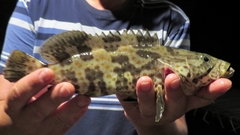 Epinephelus coioides
