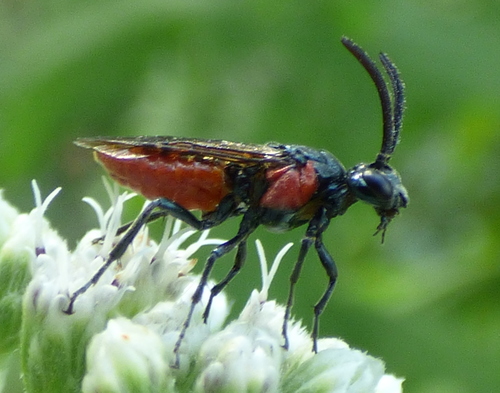 Poison Ivy Sawfly photo 4