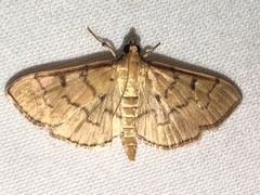 Herpetogramma theseusalis