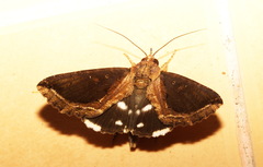 Ercheia cyllaria