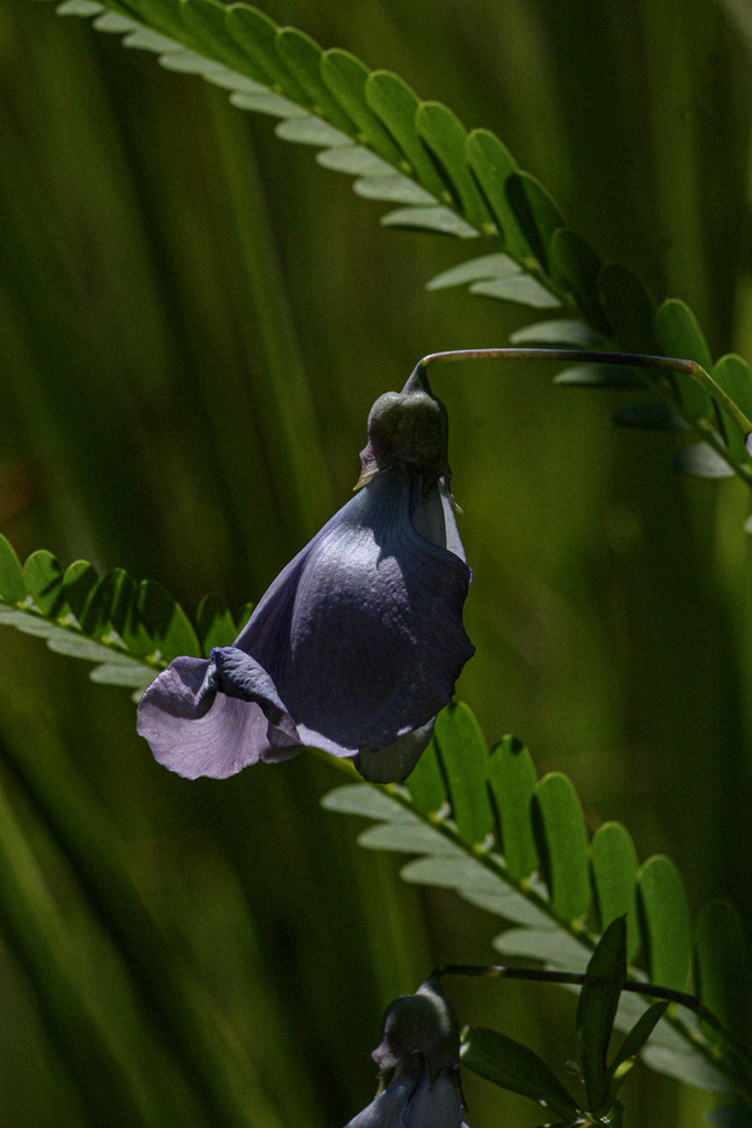 Sesbania coerulescens Harms 3