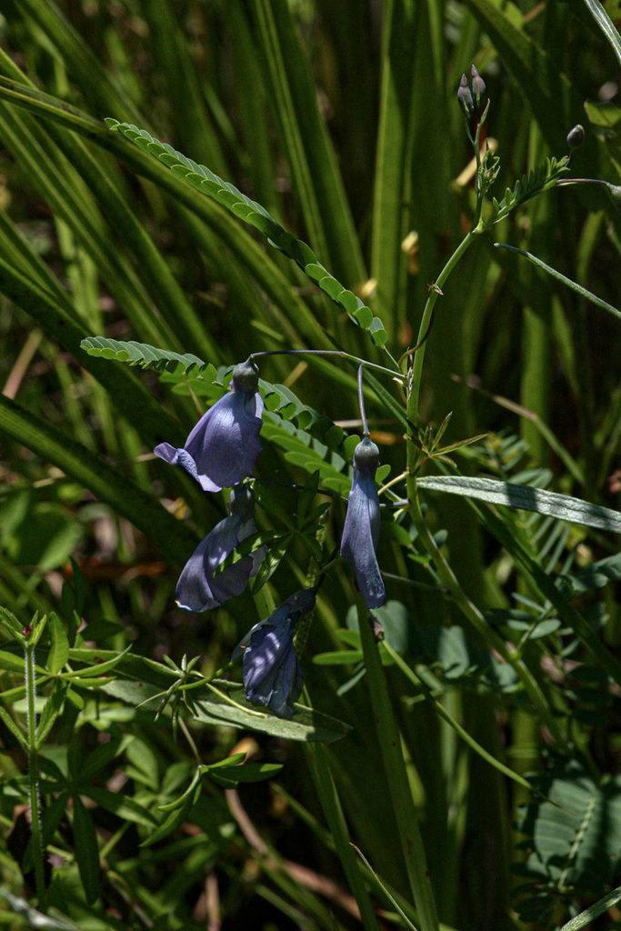 Sesbania coerulescens Harms 4